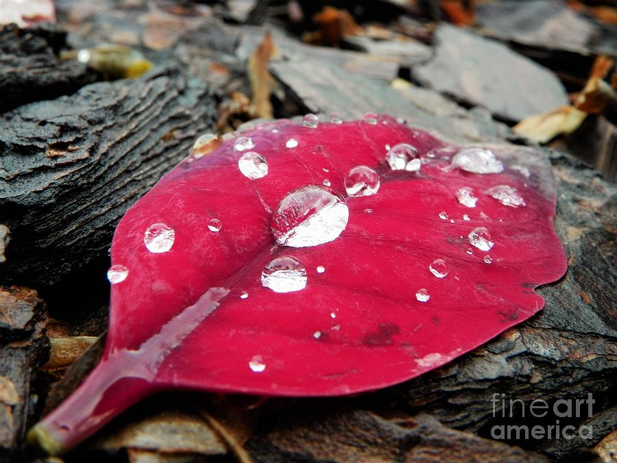 Red Fall Leaf Photograph by Chad and Stacey Hall