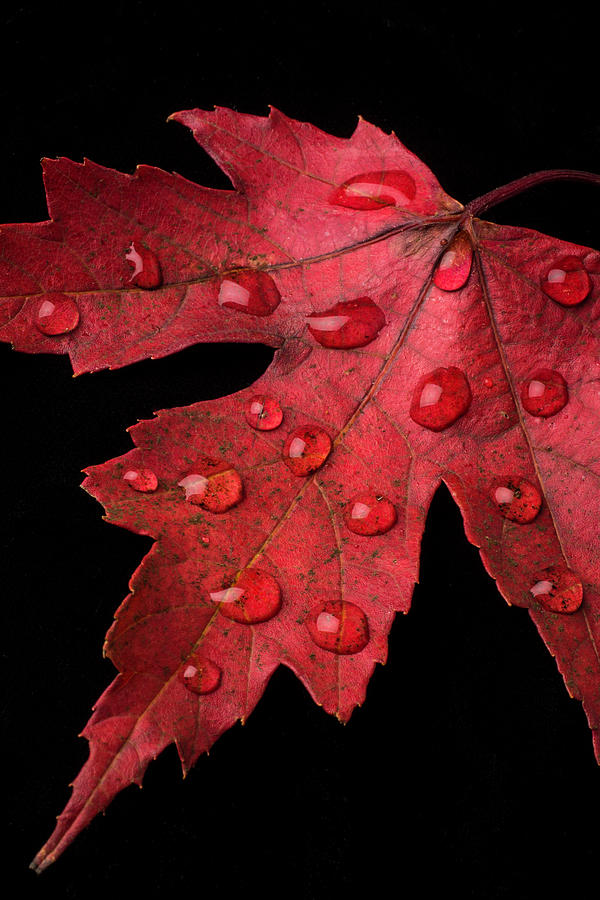 Red Fall Leaf With Dew Photograph by Garry Gay