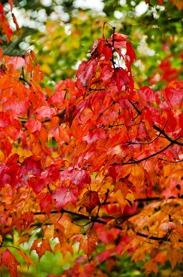 Vermont Photograph - Red fall leaves by Don and Bonnie Fink Vermont Photograph - Red fall leaves by Don and Bonnie Fink