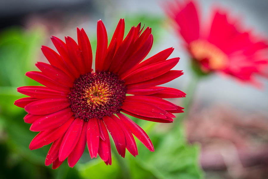 Daisy Photograph - Red Fantasy by Brian Manfra