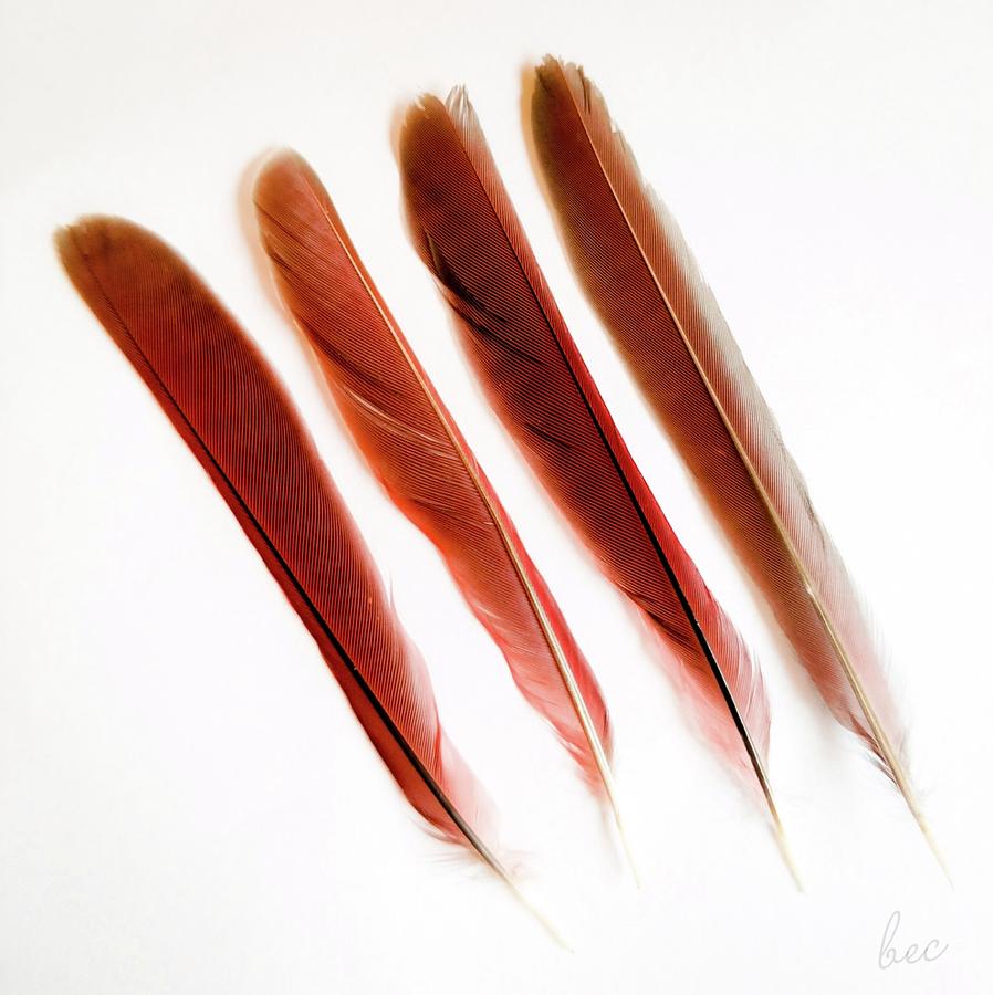 Red feathers Photograph by Bruce Carpenter