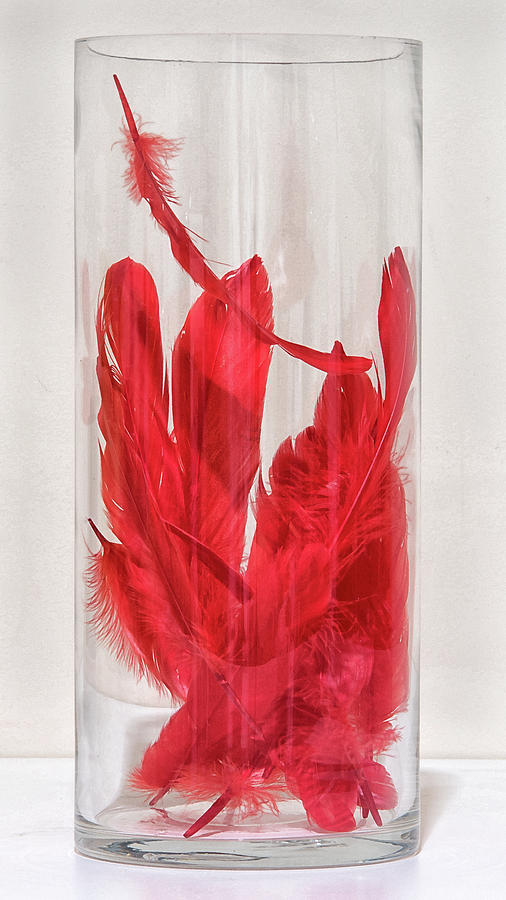 Red Feathers In Vase Photograph By Andrew Wohl