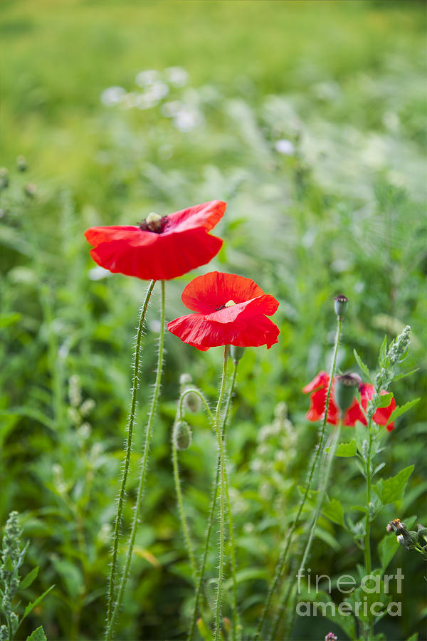 Red field poppies Photograph by Sophie McAulay