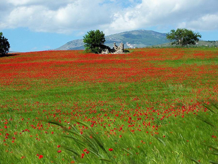Red Fields Photograph by Judy Kirouac
