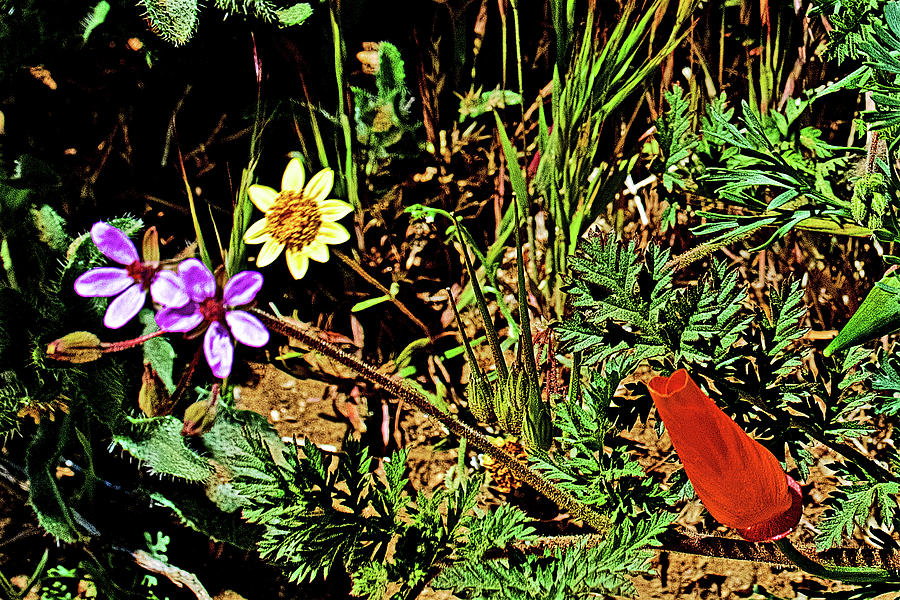 Red Filaree, Goldfields and Poppy Bud in Antelope Valley CA Poppy Reserve  Photograph by Ruth Hager