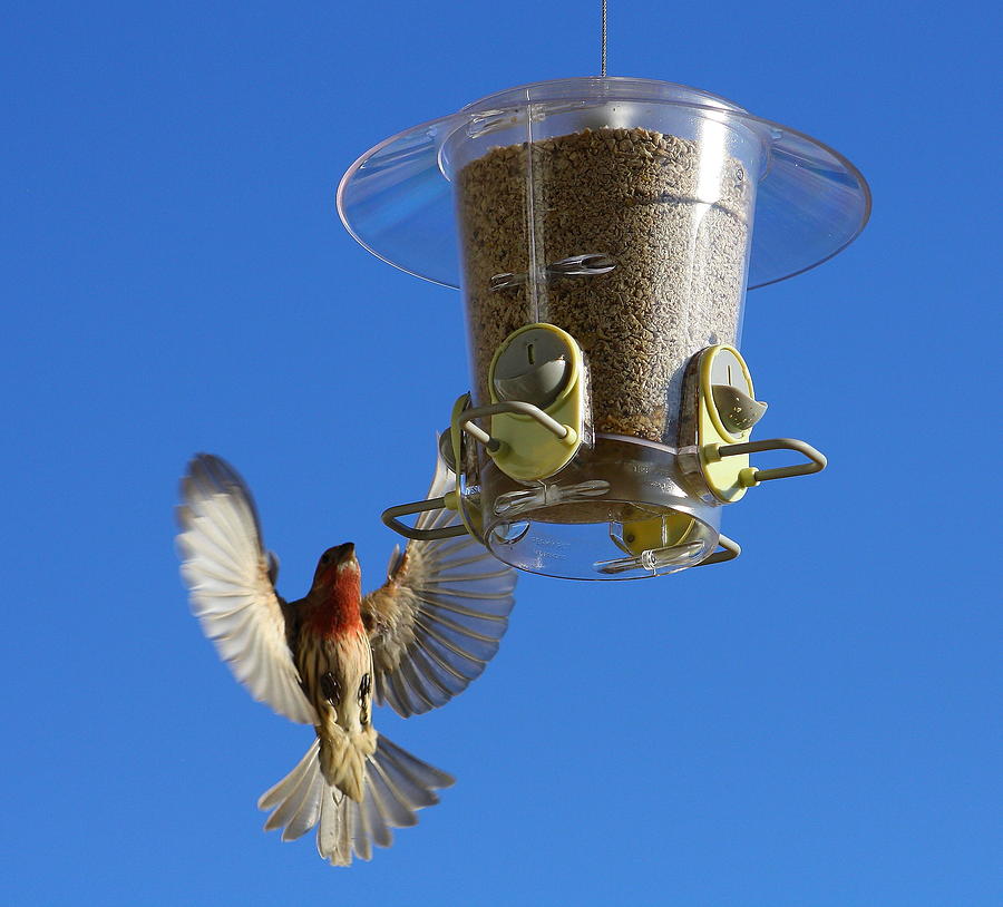 Red Finch And Feeder Photograph by Barbara Teller