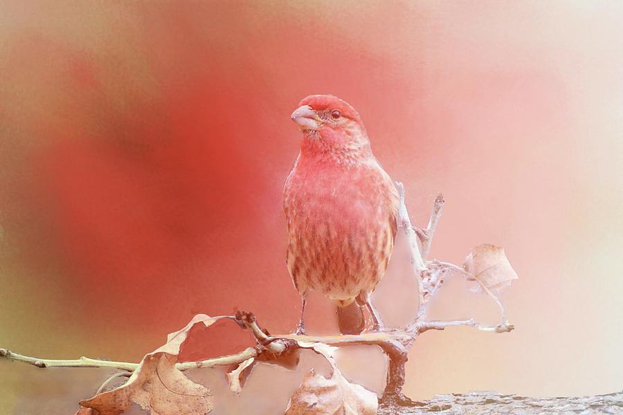 Red Finch in Morning Photograph by Janette Boyd