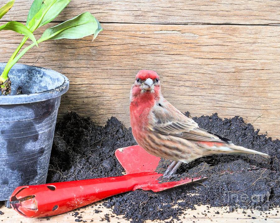 Male Red Finch in Spring Photograph by Janette Boyd