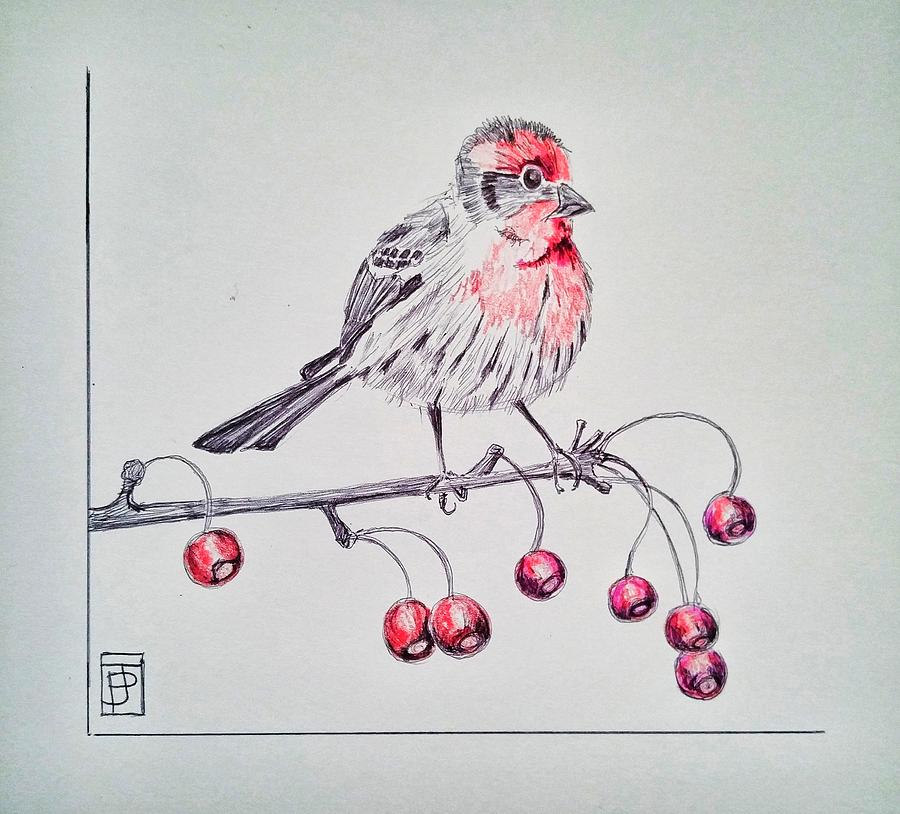 Red Finch Drawing by John Parish Fine Art America