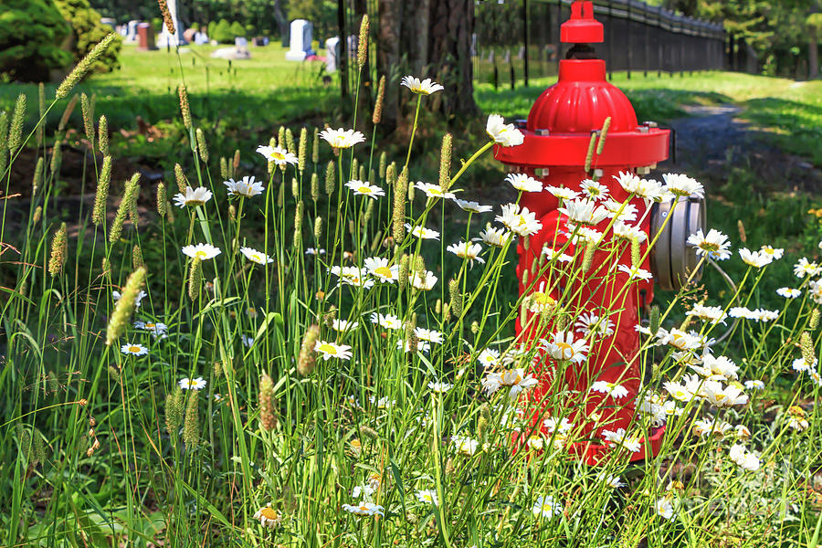 Red Fire Hydrant with Daisies  Photograph by Elizabeth Dow