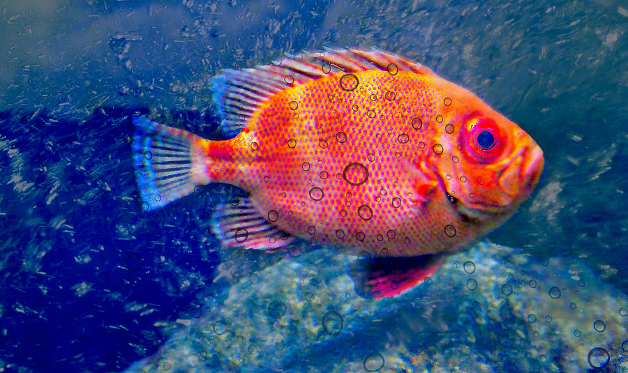 Red Fish Blue Fish Photograph by Diana Angstadt