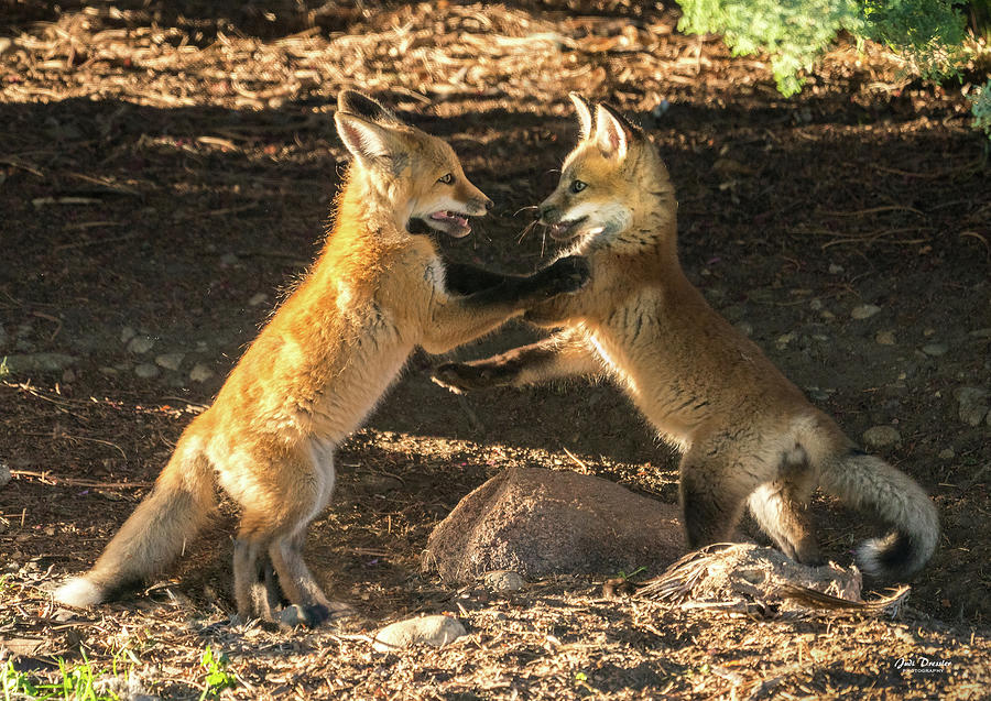 Red Fox Kits at Play Photograph by Judi Dressler