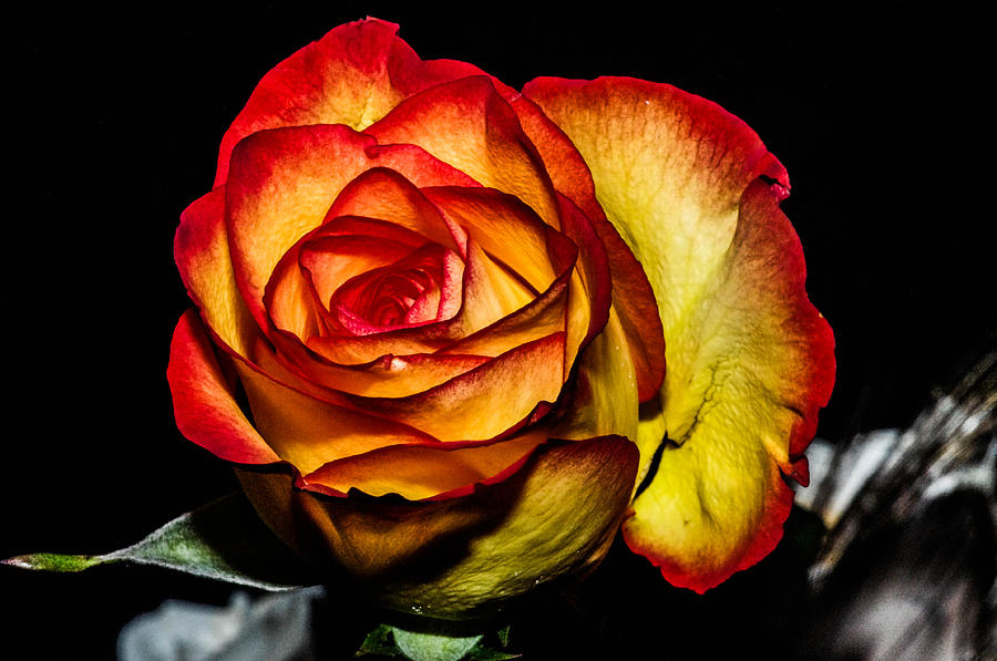 Red flame rose Photograph by Gerald Kloss