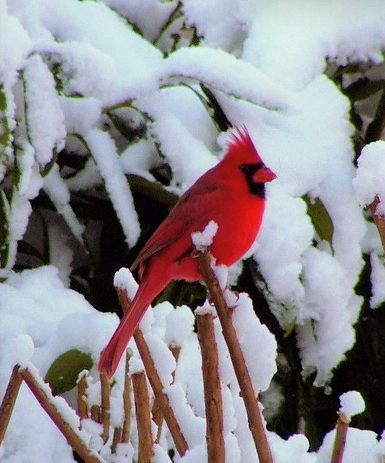Cardinal Photograph - Red Flame... by Tanya Tanski