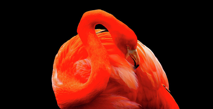 Flamingo Photograph - Red Flamingo Art Photography - Birds Wall Art Prints by Wall Art Prints