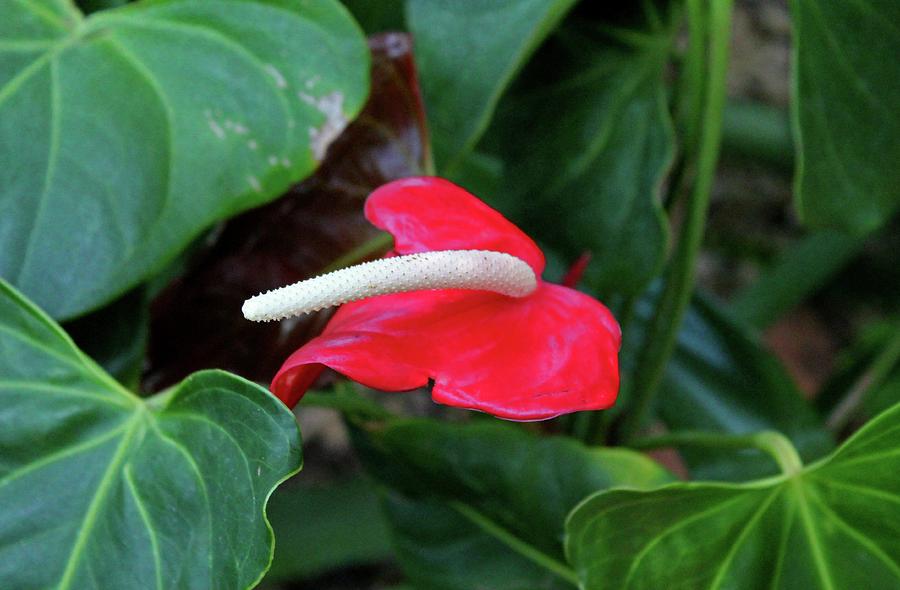 Red Flamingo Flower I Photograph by Michiale Schneider