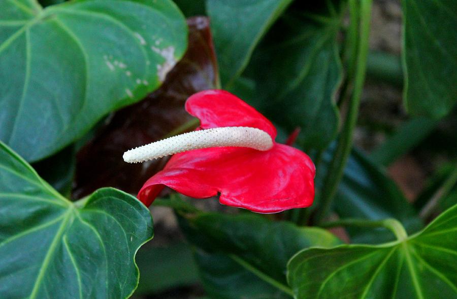 Red Flamingo Flower I #1 Photograph by Michiale Schneider
