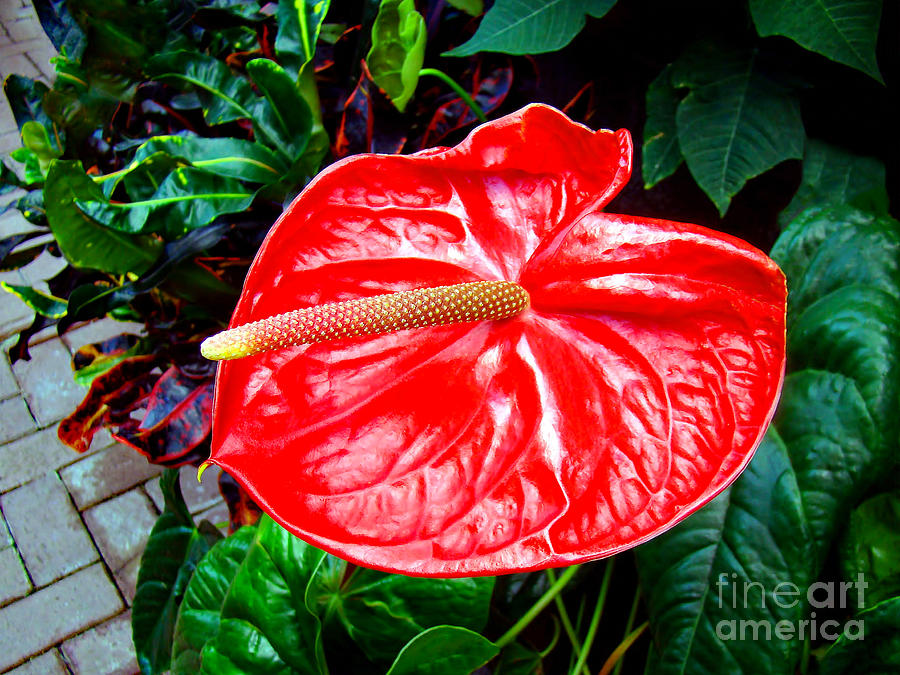 Red Flamingo Flower Photograph by Sue Melvin