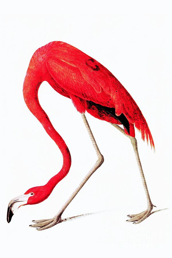 Vintage Digital Art - Red flamingo from Audubon by Heidi De Leeuw