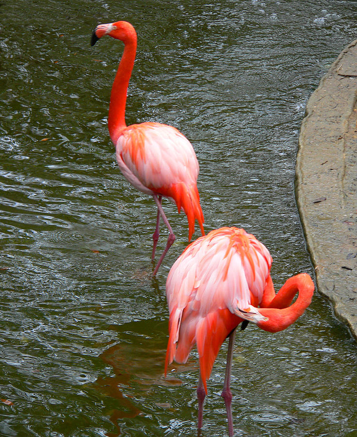 Red Flamingos Photograph by Rosalie Scanlon