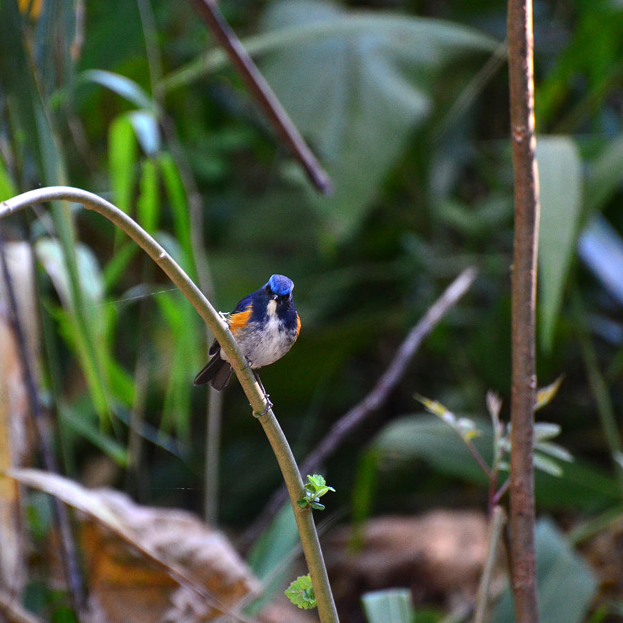 red flanked bluetail