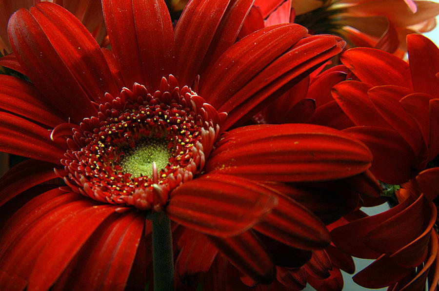 Red Floral Photograph by Clayton Bruster