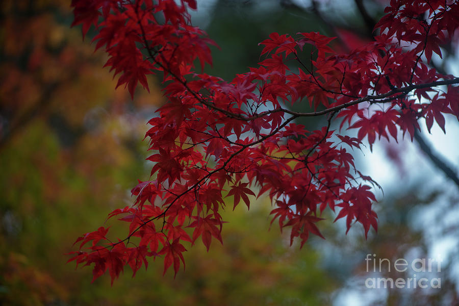Red Flourish of Autumn Photograph by Mike Reid