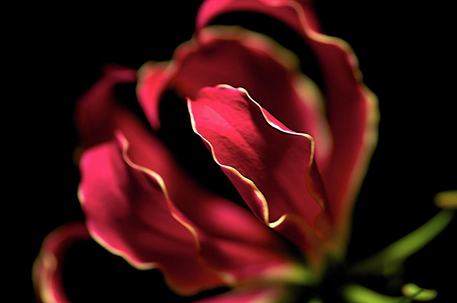 Flower Photograph - Red Flower 3 by Sheryl Thomas