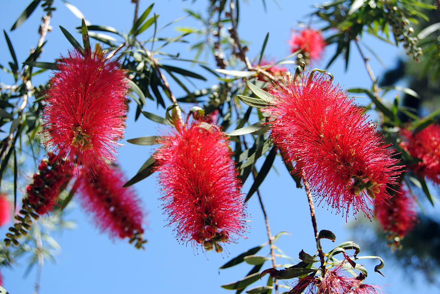 Callistemon - Bottle Brush 3 Photograph by Isam Awad - Fine Art America