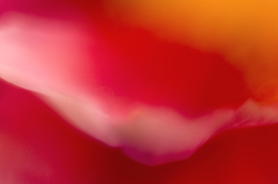 Red Flower Abstract Photograph