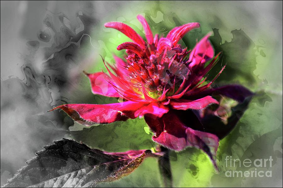 Red Flower Aglow Digital Art