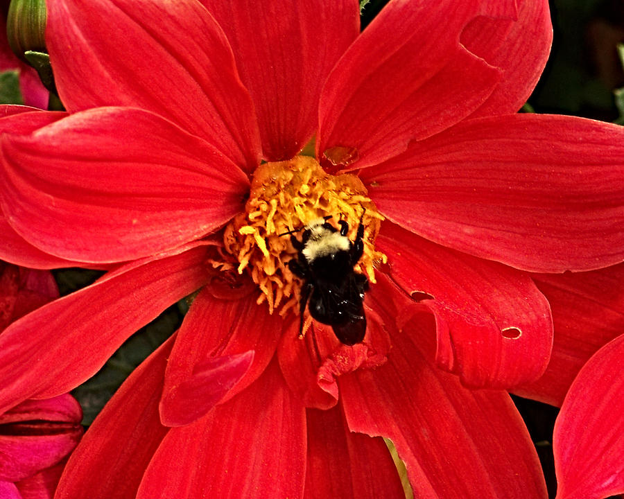 Red Flower and Bee Photograph by Anthony Jones