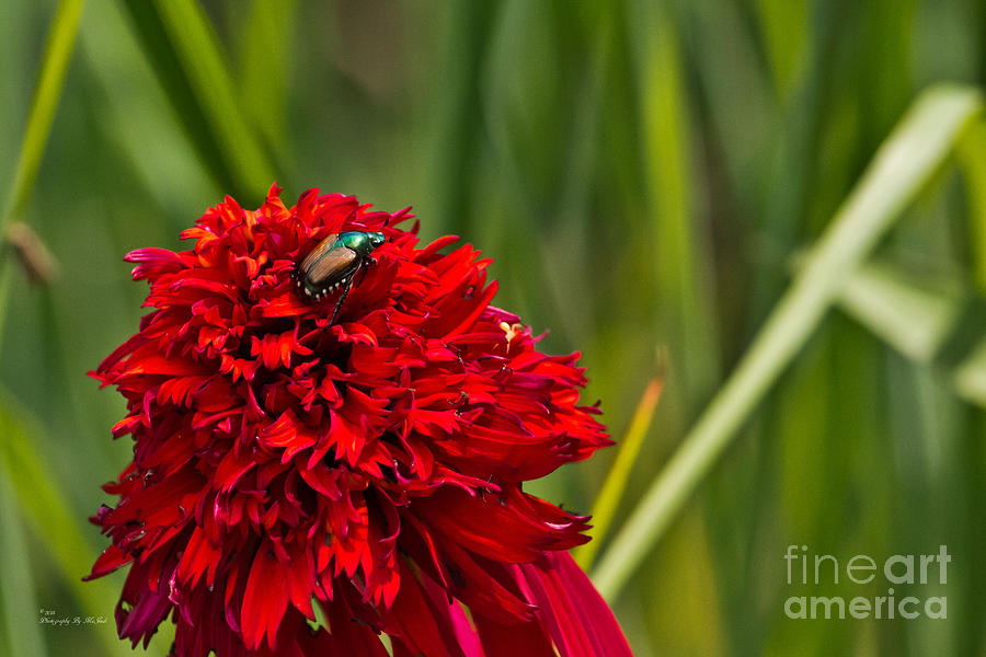 Red Flower And Beetle Photograph