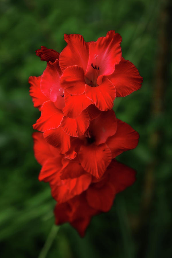 Red Flower Photograph - Red Flower by Artie Rawls