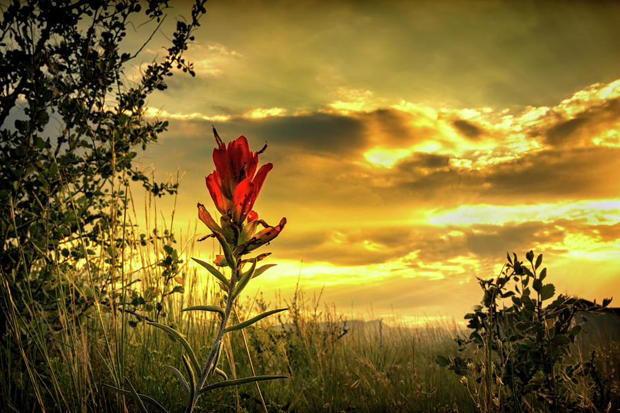 Red Flower At Sunset Photograph by Chad Gilbert