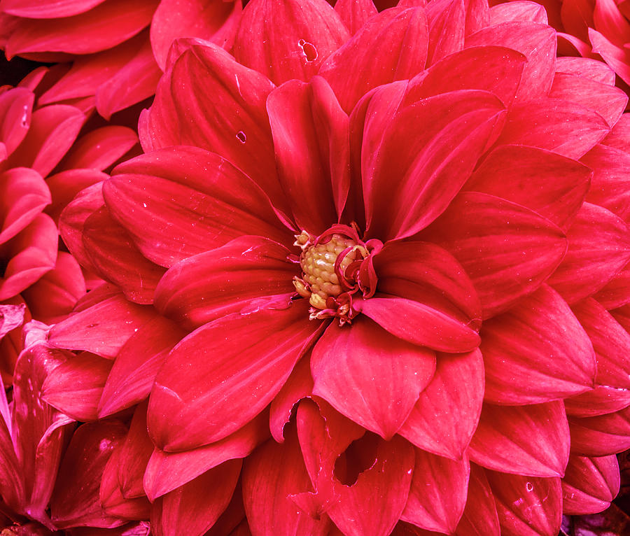 Red flower #b7 Photograph by Leif Sohlman