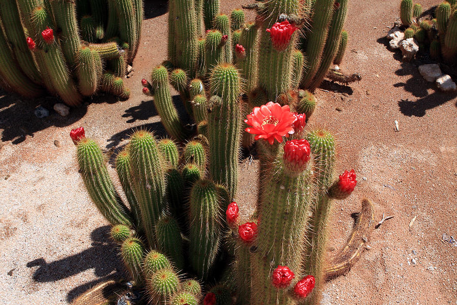 Red Flower Cactus Photograph by Aidan Moran
