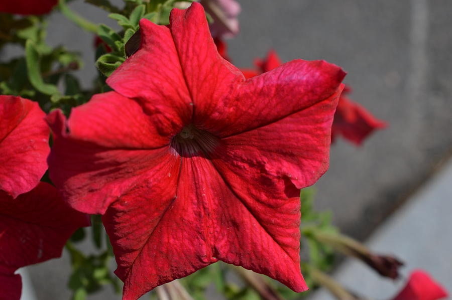 Red Flower Photograph by Charles HALL