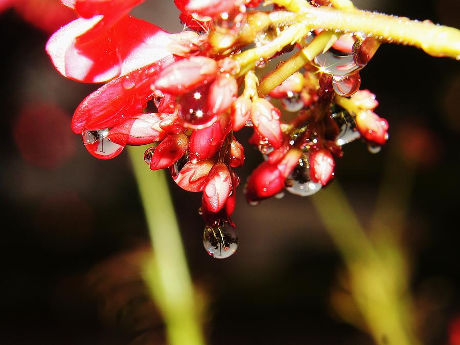 Red Flower Droplets 2 Photograph by Lynda Dawson-Youngclaus