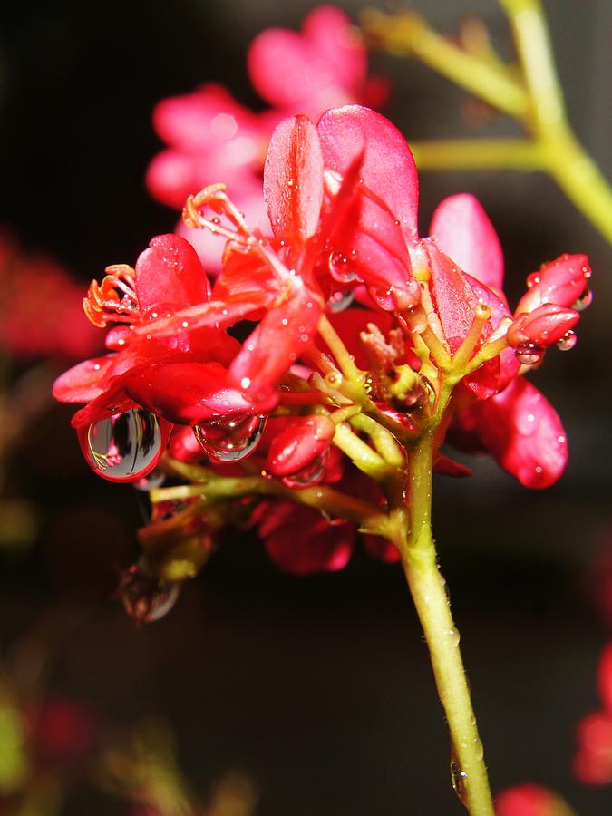 Red Flower Droplets Photograph by Lynda Dawson-Youngclaus