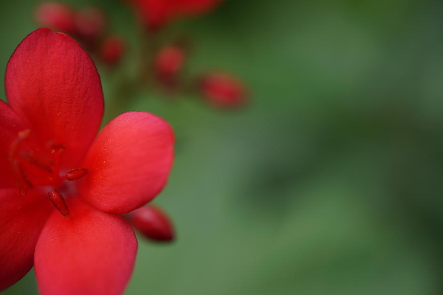Red Flower Photograph by Faashie Sha