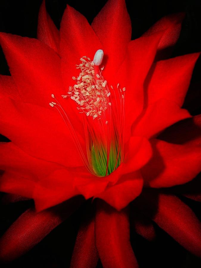 Red Flower for You Photograph by Juergen Weiss