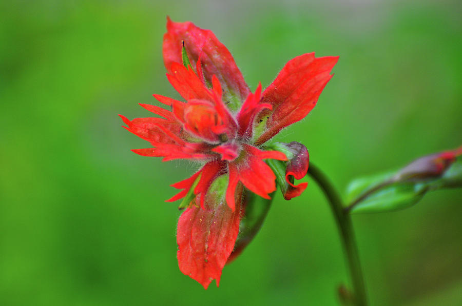 Red Flower Photograph by Greg Norrell