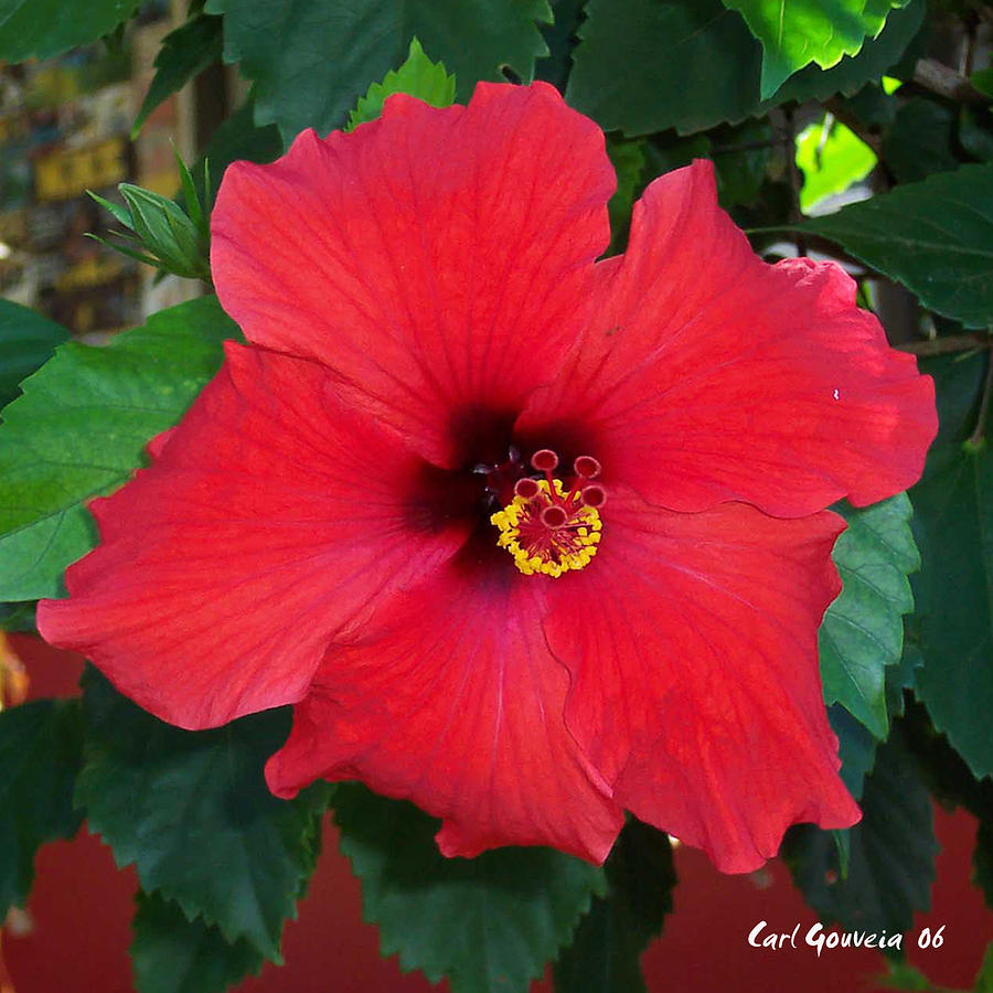 red flower Hawaii Painting by Carl Gouveia
