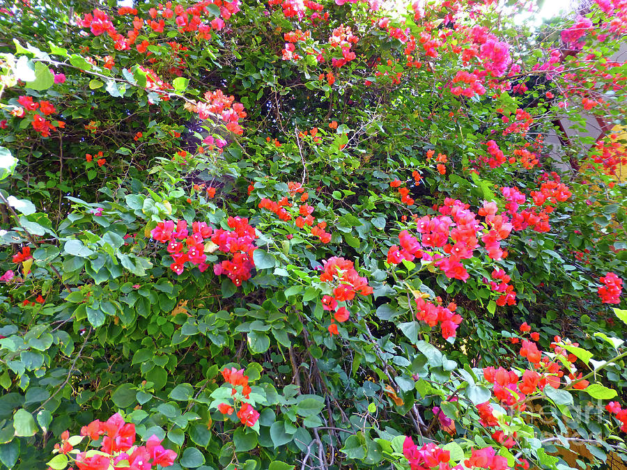 Red Flower Hedge Photograph by Francesca Mackenney