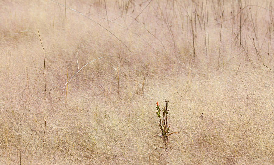 Red Flower in a Sea of Grass Photograph by Melinda Fawver