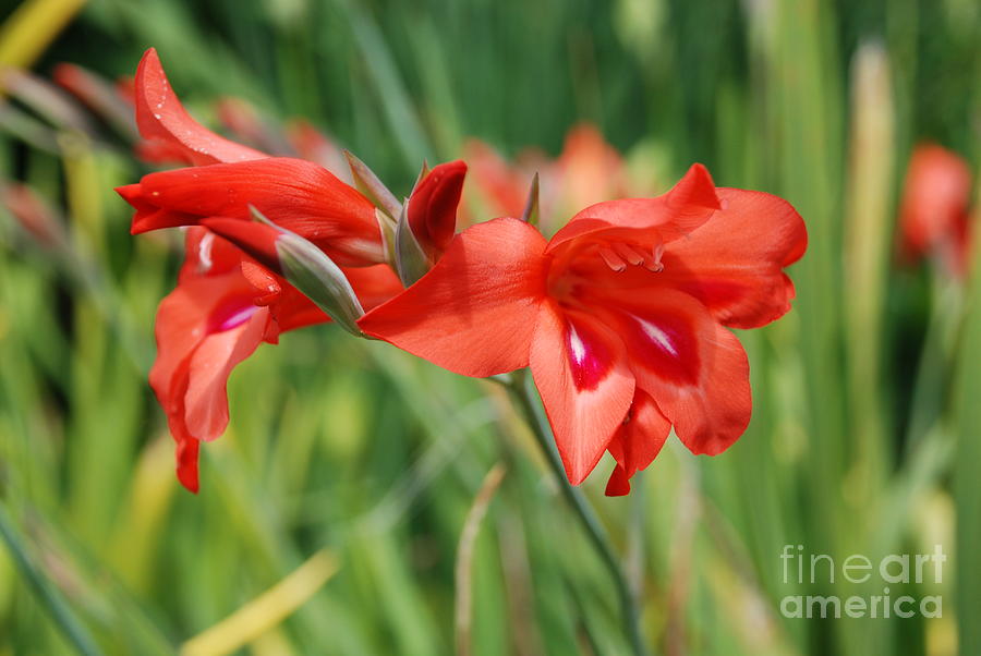 Red Flower Photograph by Jan Daniels