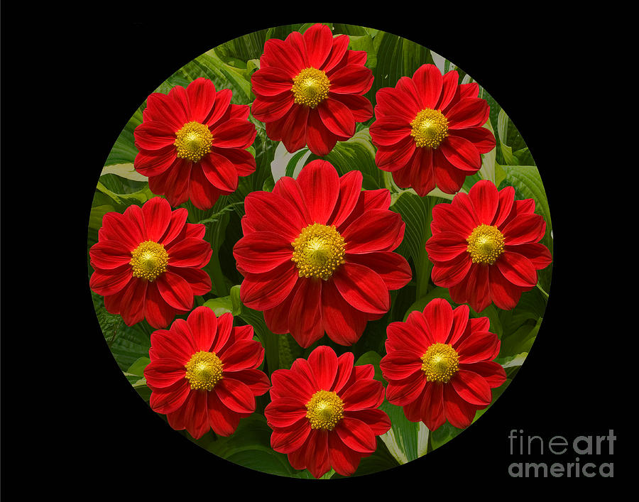 Red Flower Kaleidoscope Photograph by Robert Pilkington