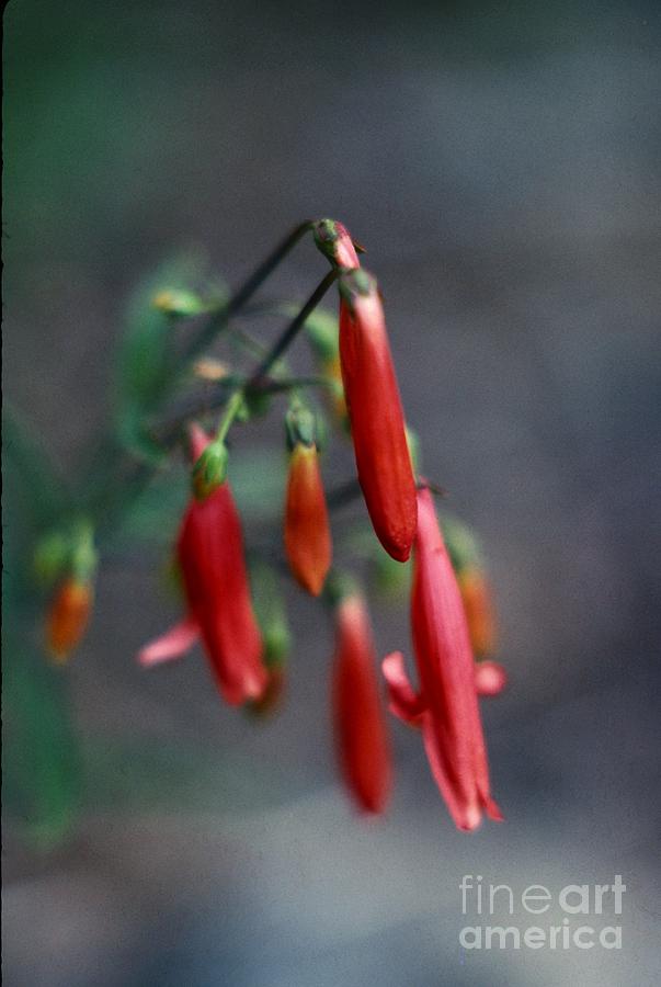 Red Flower Photograph by Ken DePue