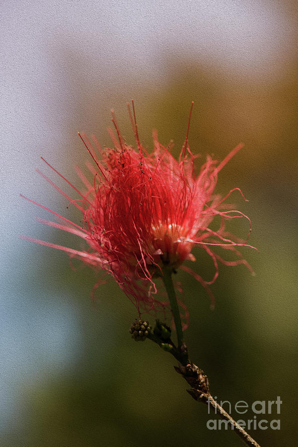 Red flower Photograph by Kiran Joshi